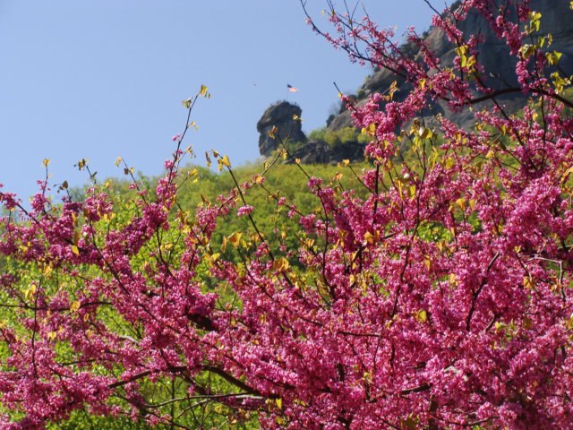 Pinkish redbud blooms in front of the towering stone chimney of Chimney Rock.