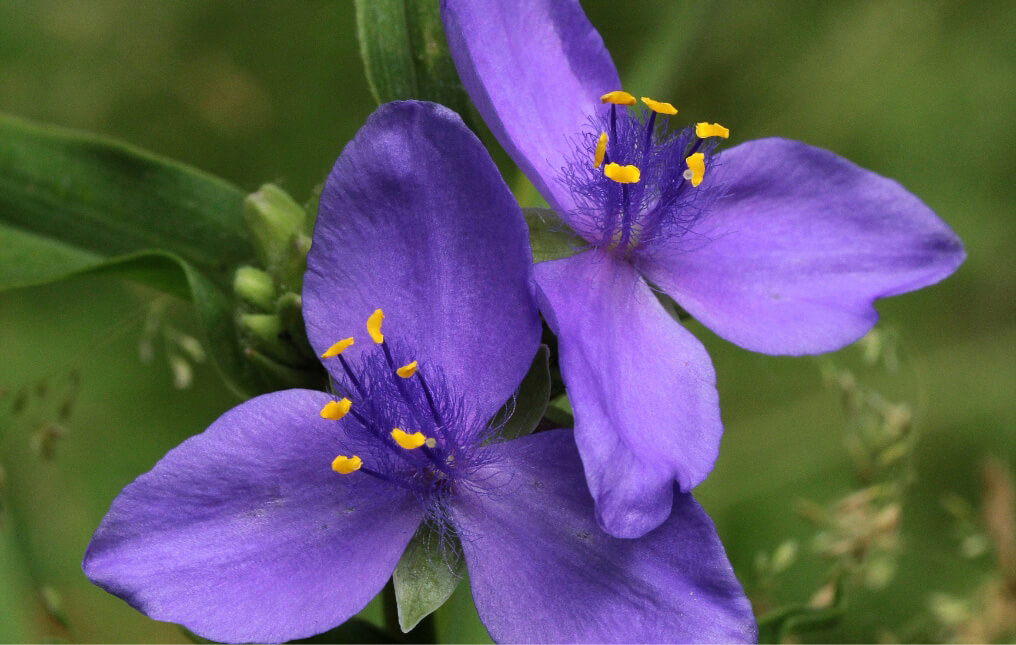 a close up of a purple spiderwort flower