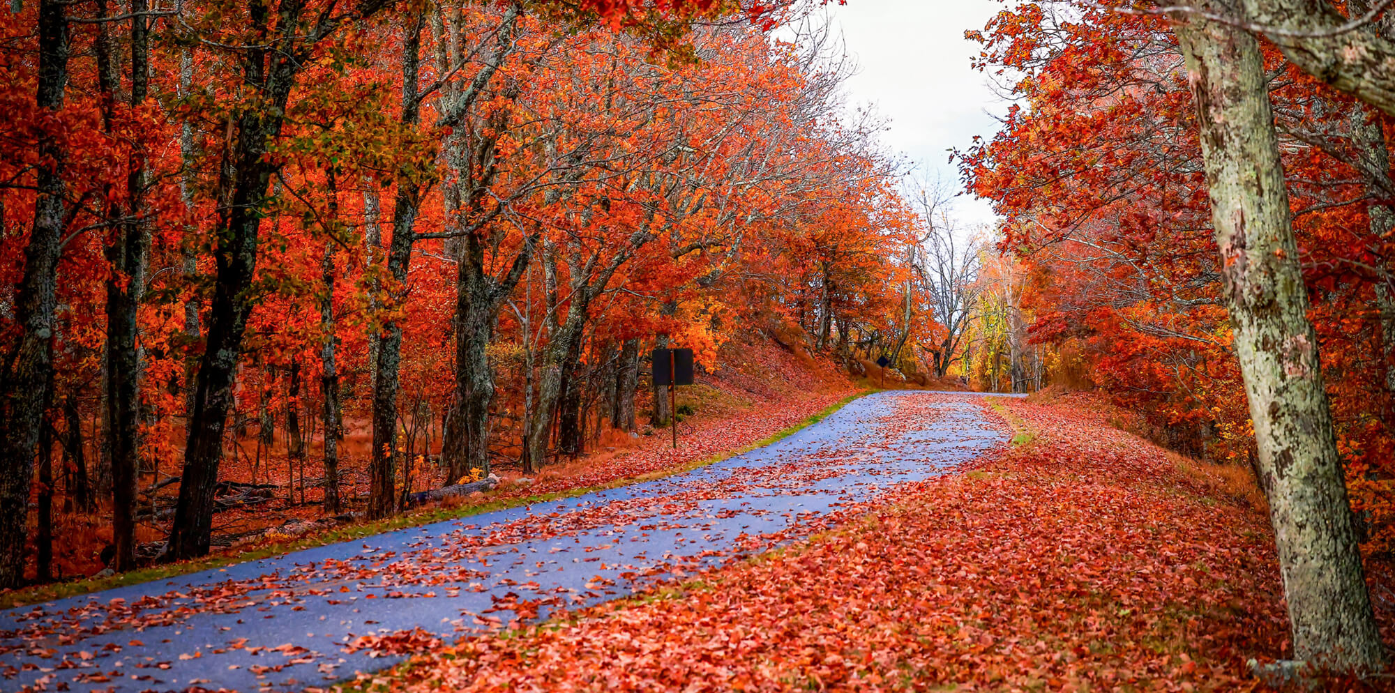 a paved road partially covered by red leaves and fully surrounded by trees in peak fall colors