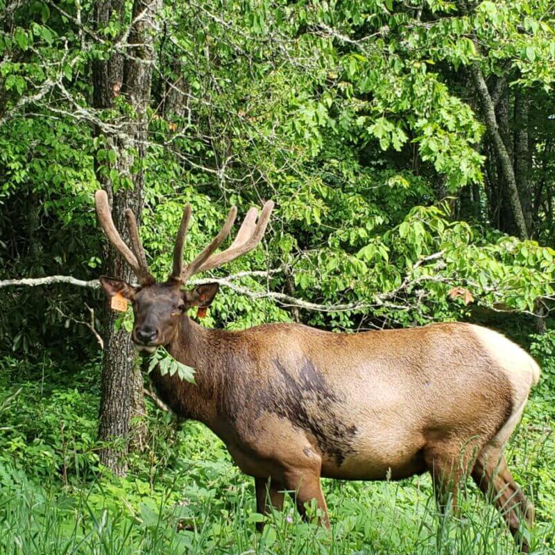 For Members of the Media