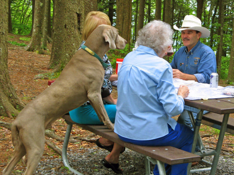 a dog steps onto a picnic bench their owners are seated at while camping along the blue ridge parkway