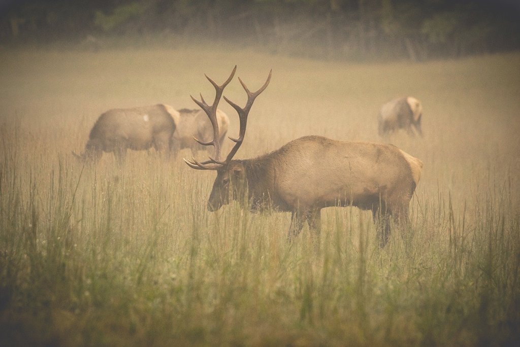 Wildlife | Blue Ridge Parkway