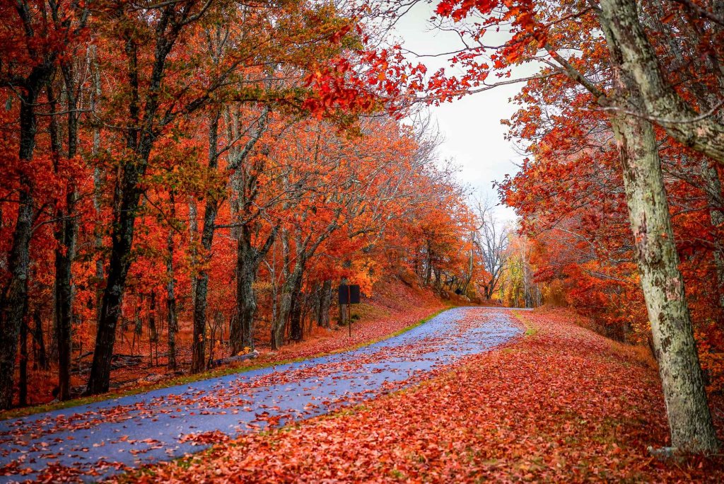 a paved road partially covered with leaves is surrounded by trees of red in fall